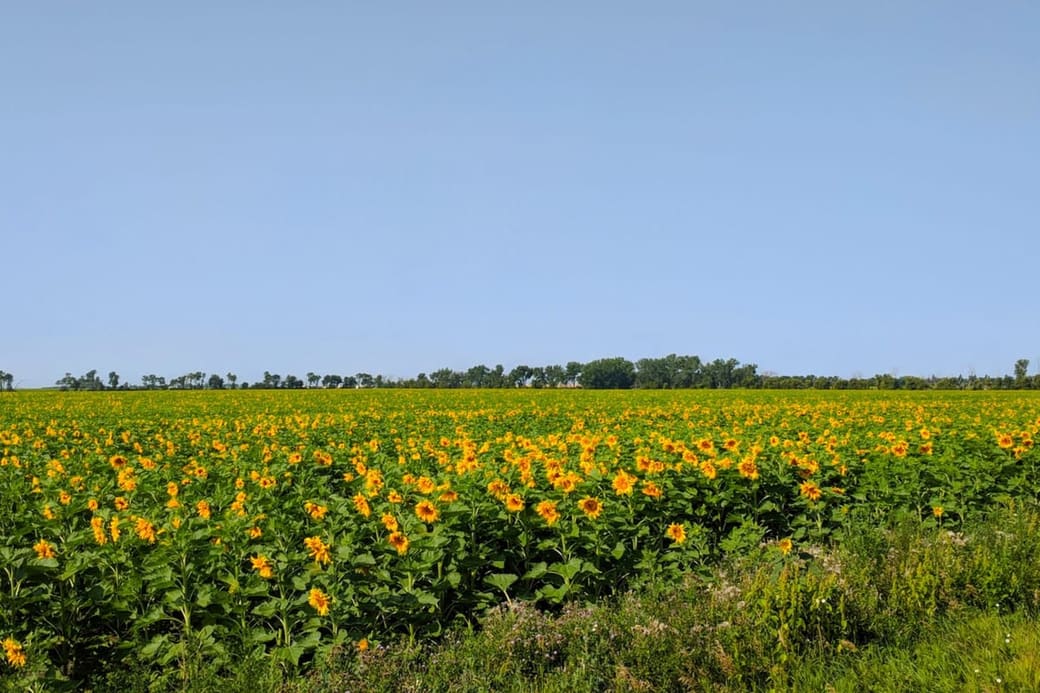 A sunflower field in full bloom running to a distant tree line under a clear sky